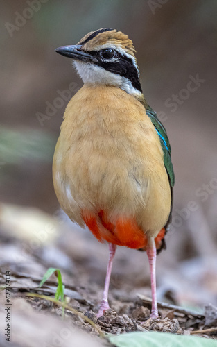 Multi Colour Bird portrait 