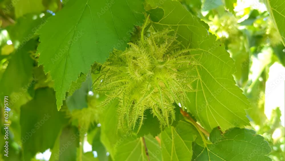 Unripe nuts of Colylus colurna. Infructescence of the tree hazel, Corylus colurna Unripe nuts of Colylus colurna. Infructescence of the tree hazel, Corylus colurna