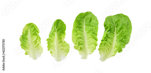 Fresh green cos lettuce leaf isolated on transparent background. PNG photo