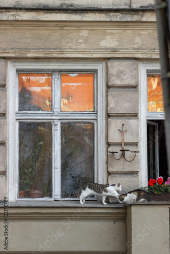 Two domestic cats sitting on a window in cozy european house decorated with beautiful red and pink geranium flowers.