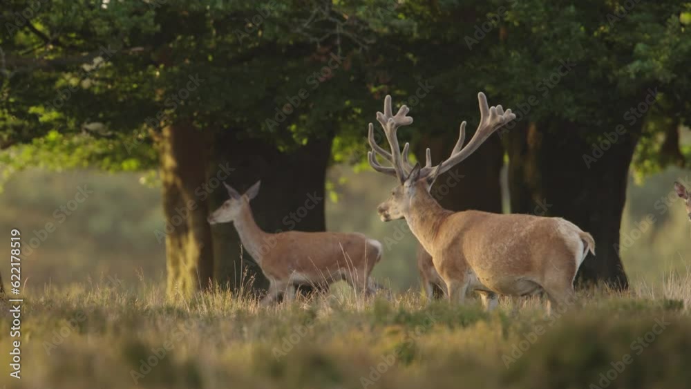 Red Deer, Walking Across Forest Meadow, Deer Herd and Forest in the Background, Close Up CInematic Slow Motion Red Deer, Walking Across Forest Meadow, Deer Herd and Forest in the Background, Close Up CInematic Slow Motion