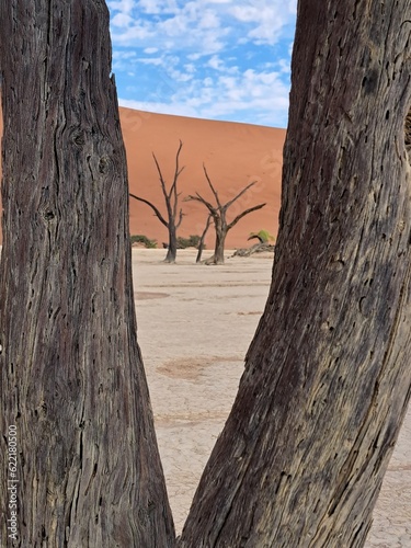 tree in the desert