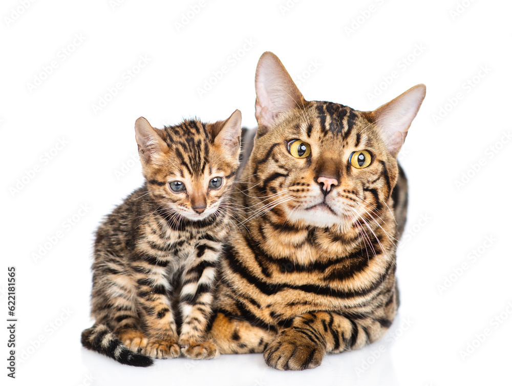 Adult Bengal cat and tiny kitten lying together. isolated on white background Adult Bengal cat and tiny kitten lying together. isolated on white background