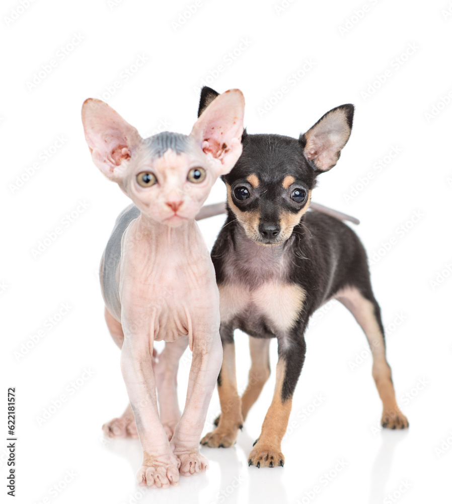 Toy terrier puppy and sphynx kitten stand together.  isolated on white background