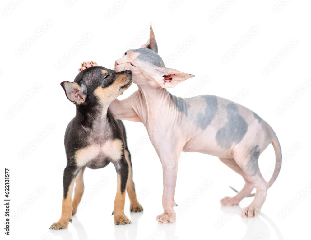 Playful Sphynx kitten licks or kisses Toy terrier puppy. isolated on white background Playful Sphynx kitten licks or kisses Toy terrier puppy. isolated on white background