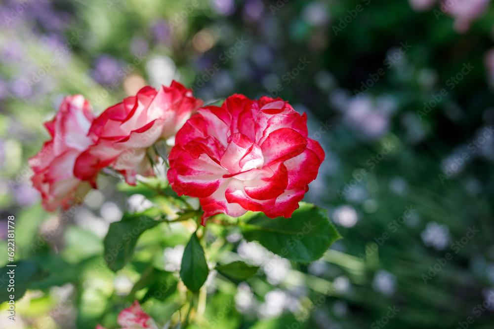 Rose flower on background blurry pink roses flower in the garden of roses. Nature. Rose flower on background blurry pink roses flower in the garden of roses. Nature.