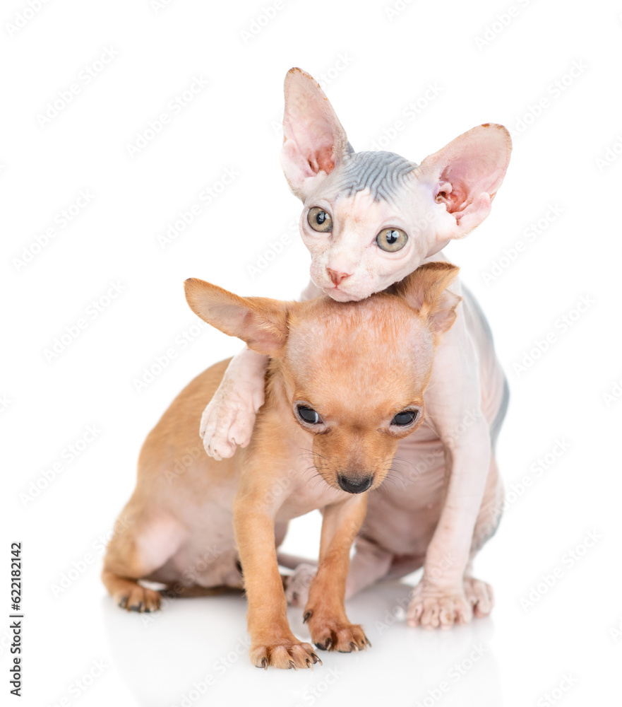 Playful Sphynx kitten hugs Toy terrier puppy.  isolated on white background
