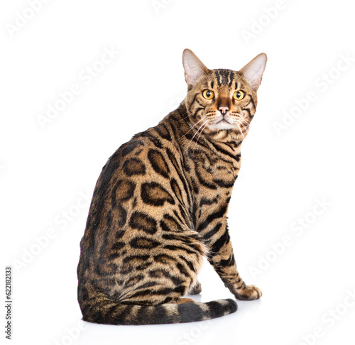 Adult bengal cat sitting in back view and looking at camera. isolated on white background