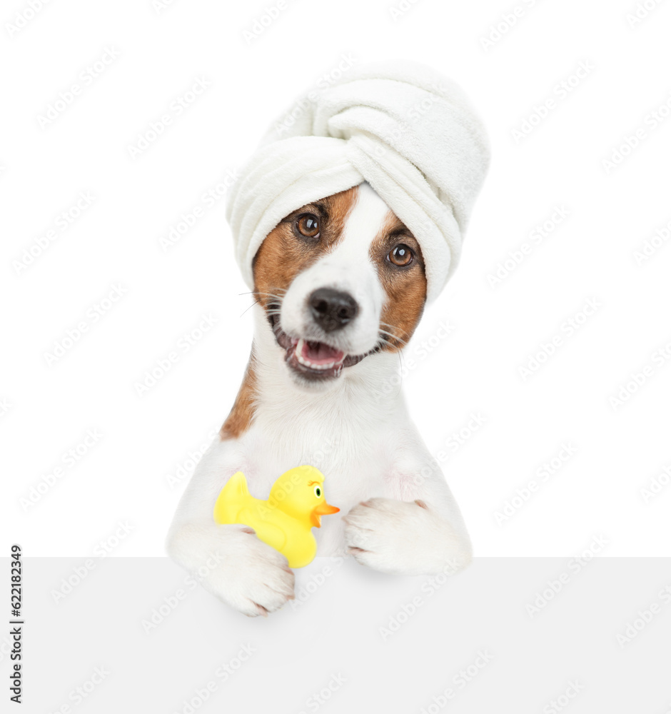 Funny jack russell terrier puppy with towel on it head holds rubber duck above empty white banner