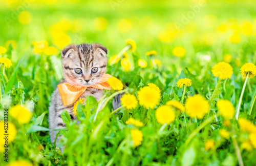 Tiny kitten wearing tie bow sits on dandelion lawn. Empty space for text