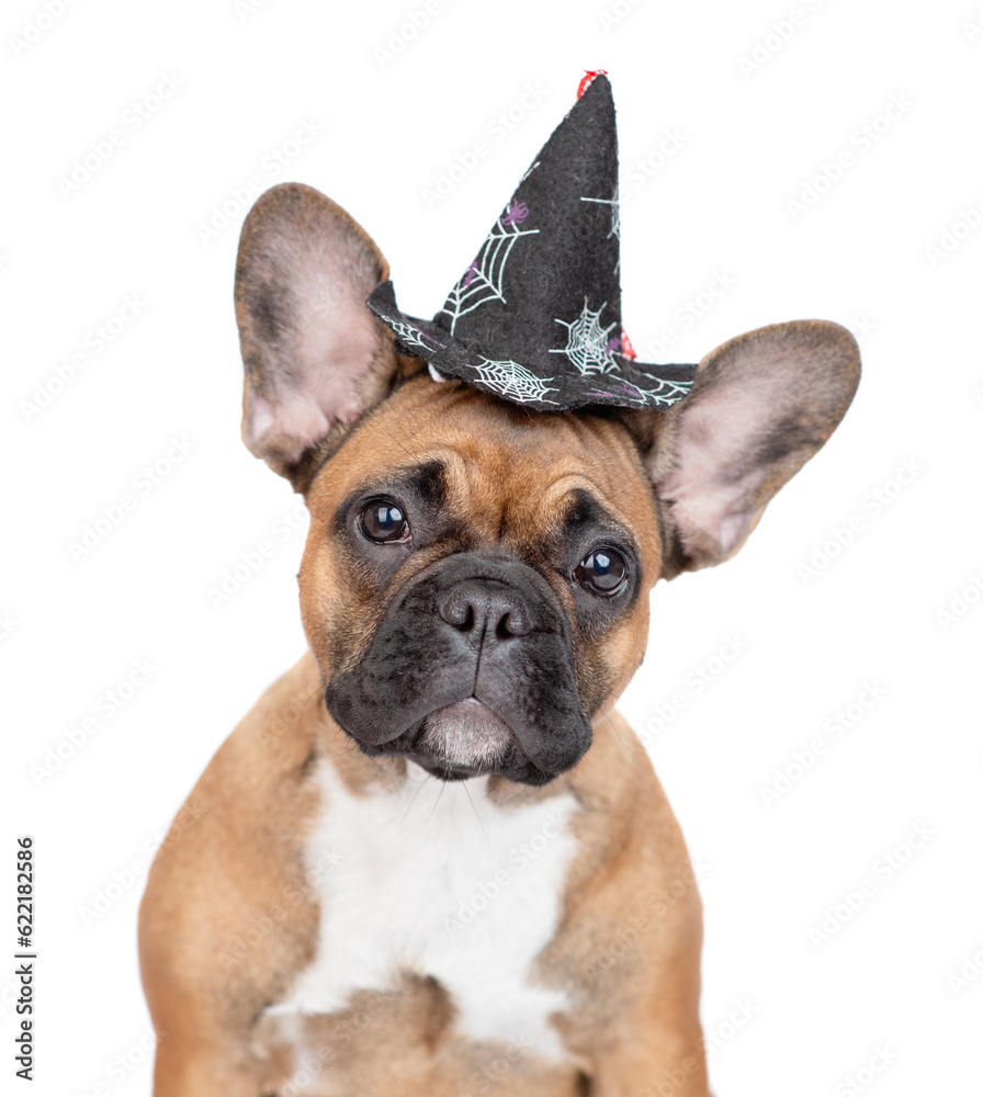 French Bulldog puppy wearing hat for halloween sits in front view. Isolated on white background