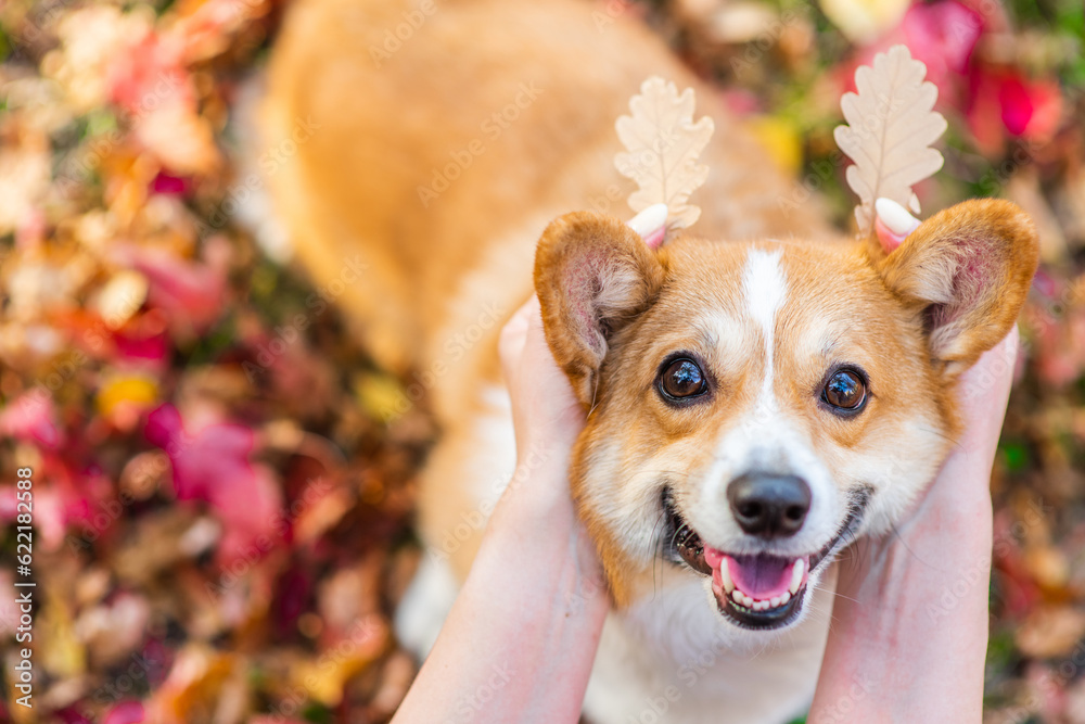 girls hands holds autumn leaves near dogs head like horns. Enjoy at autumn season. Empty space for text