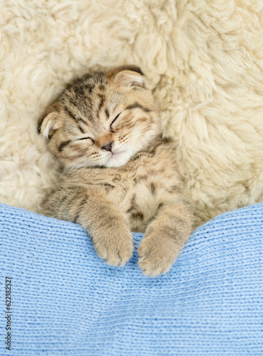 Cozy kitten sleeps under blue blanket on a bed at home. Top down view
