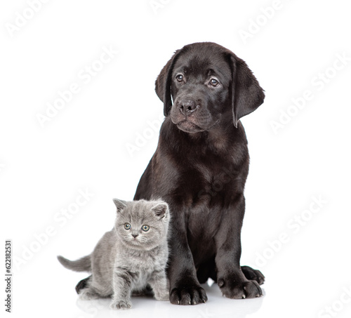 Young black labrador puppy and tiny kitten look away on empty space together. Isolated on white background