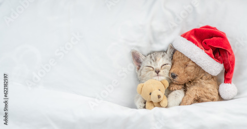 Friendly tiny Toy Poodle puppy wearing red santa hat hugs tabby kitten under white warm blanket on a bed at home. Top down view. Empty space for text