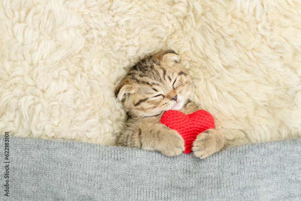 Tiny fold tabby kitten covered warm plaid hugs red heart on a bed at home. Valentines day concept. Top down view Tiny fold tabby kitten covered warm plaid hugs red heart on a bed at home. Valentines day concept. Top down view