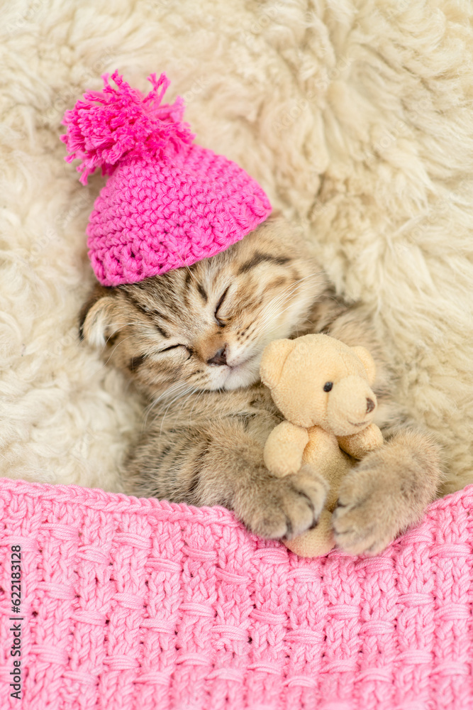 Cozy tiny fold tabby kitten wearing warm hat sleeps under warm plaid with favorite toy bear on the bed at home. Top down view Cozy tiny fold tabby kitten wearing warm hat sleeps under warm plaid with favorite toy bear on the bed at home. Top down view