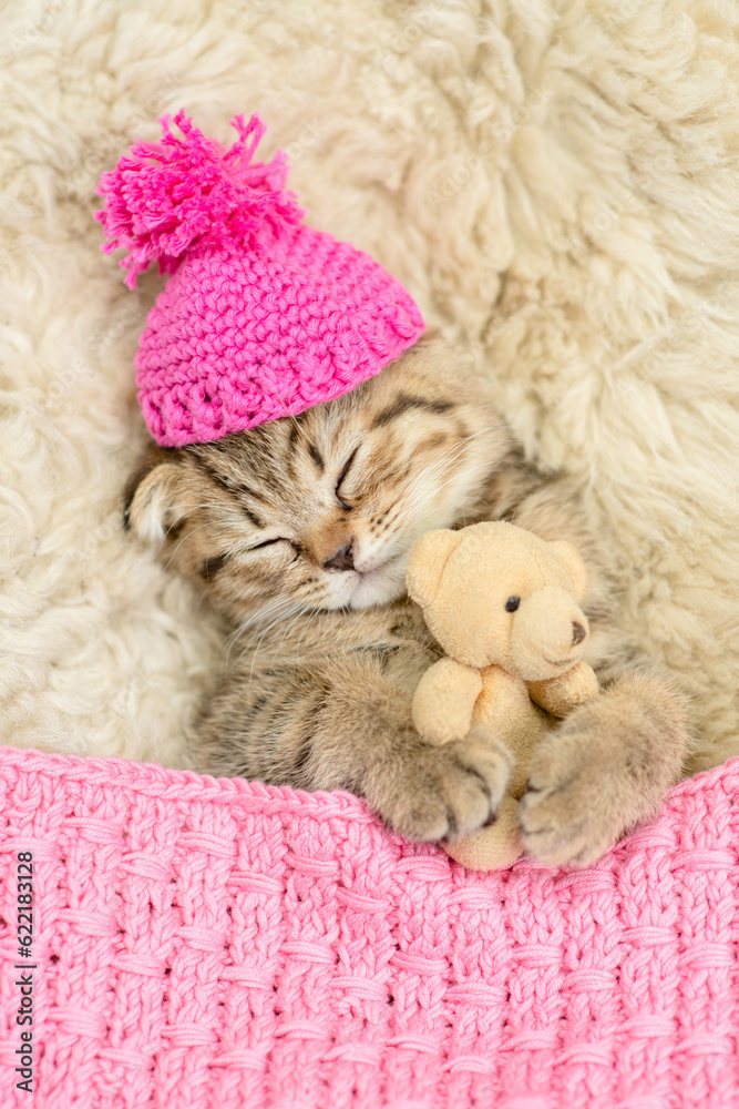 Cozy tiny fold tabby kitten wearing warm hat sleeps under warm plaid with favorite toy bear on the bed at home. Top down view