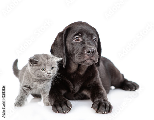 Young black labrador puppy and tiny kitten look away on empty space together. Isolated on white background
