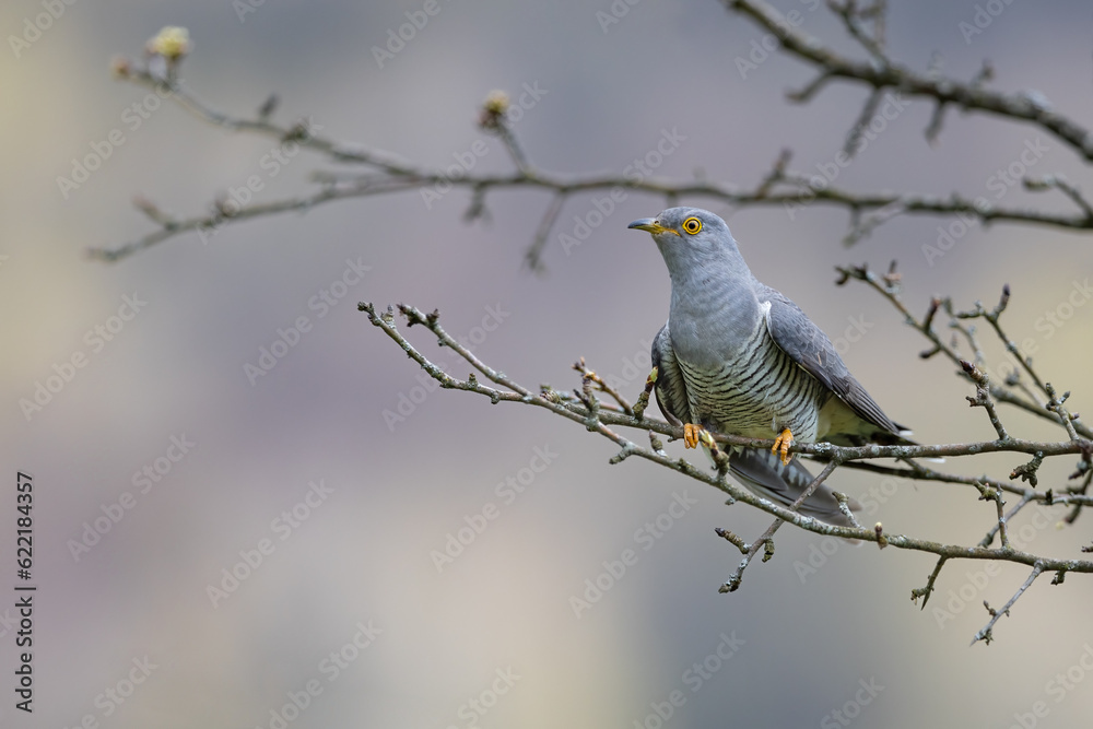 Common cuckoo (Cuculus canorus) on the branch