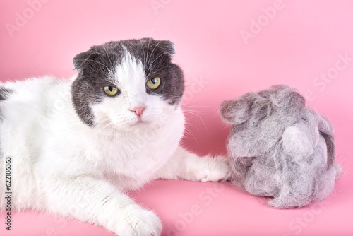 A cat and a clump of fur isolated.