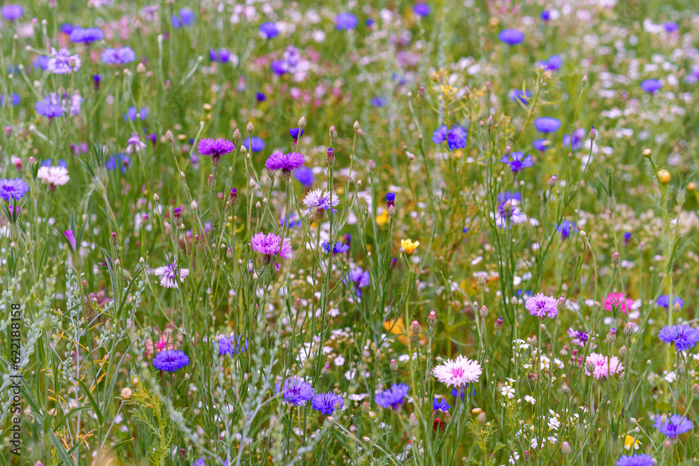 Little Preschool Girl in Field with Different Flowers. Happy Child Picking Flower with Different Colors. Summer, Childhood, Happiness, Family Concept. Little Preschool Girl in Field with Different Flowers. Happy Child Picking Flower with Different Colors. Summer, Childhood, Happiness, Family Concept.