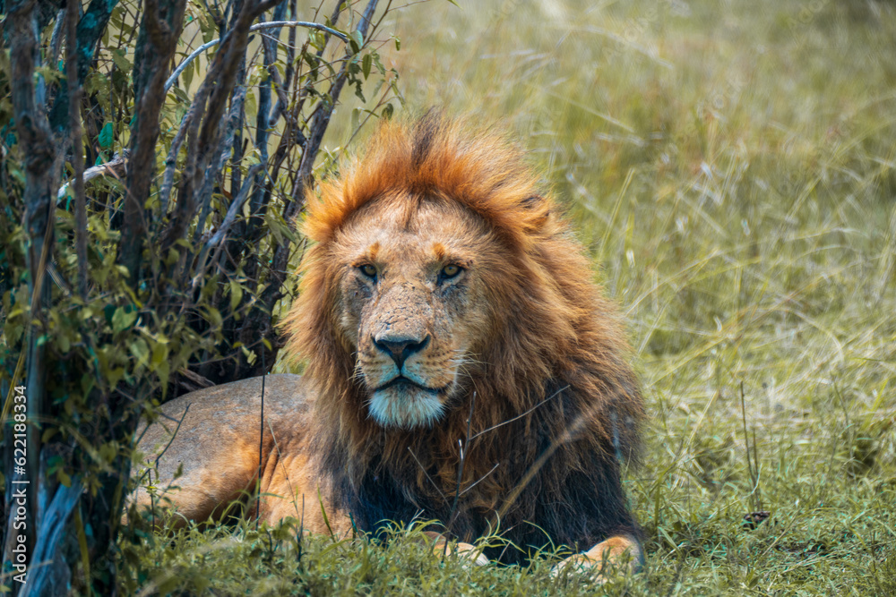 Lion lies in the savannah of Kenya, Masai Mara Lion lies in the savannah of Kenya, Masai Mara