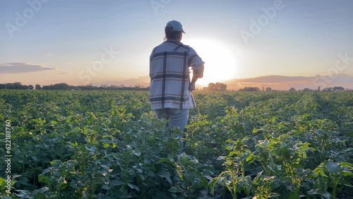 Silhouette woman farmer walking through rows potato field immersed in ambiance of summer sunset. Female agronomist embraces landscape of scenic agricultural field basking in enchantment of golden hour