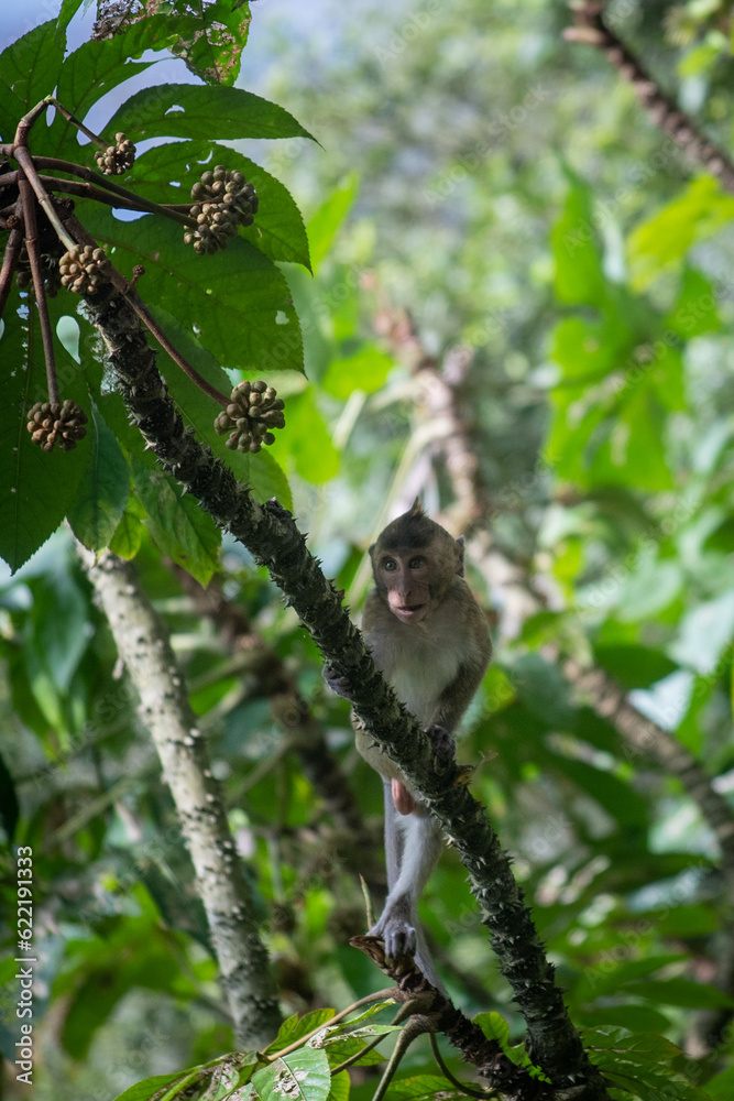 Baby Macaca fascicularis or long tailed monkey with its mother. Baby Macaca fascicularis or long tailed monkey with its mother.