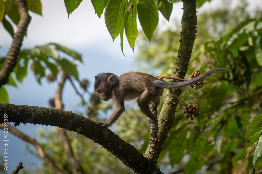 Fototapeta premium Baby Macaca fascicularis or long tailed monkey with its mother.