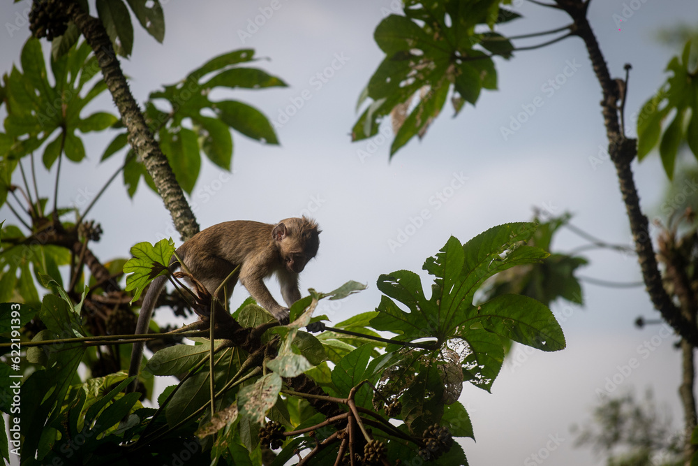 Baby Macaca fascicularis or long tailed monkey with its mother. Baby Macaca fascicularis or long tailed monkey with its mother.