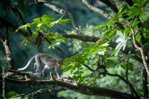 Baby Macaca fascicularis or long tailed monkey with its mother.