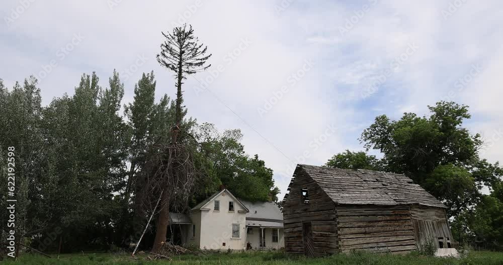 Old pine tree man high in branches top cutting. Historic home and log building. Man climbs and cuts the dead wood from the top down. Dangerous and job requiring skill and strength. Chainsaw. Old pine tree man high in branches top cutting. Historic home and log building. Man climbs and cuts the dead wood from the top down. Dangerous and job requiring skill and strength. Chainsaw.