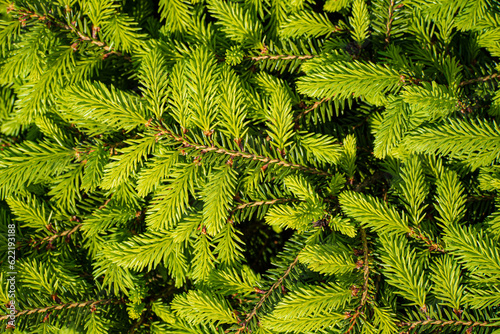 Green branches of spruce close-up. Natural background