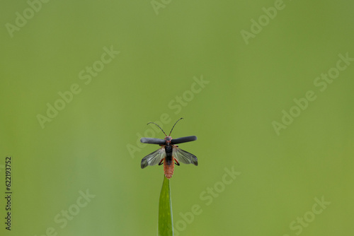 Gemeiner Weichkäfer (Cantharis fusca) photo