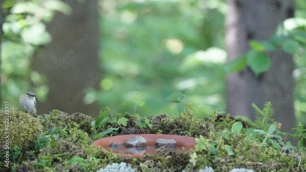 The small nuthatch bird hopping on the ground in the middle of the forest in Estonia The small nuthatch bird hopping on the ground in the middle of the forest in Estonia