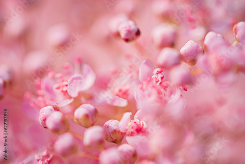 pink flower background, summer concept