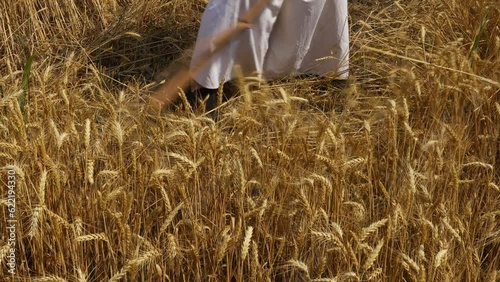 Farmer is reaping wheat manually with a scythe in the traditional rural way. photo