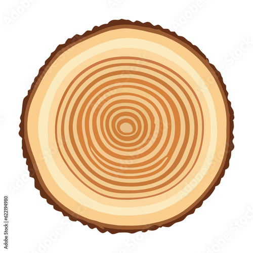 Tree trunk wood ring. Tree trunk cross section. wood slice cut isolated on white background.
