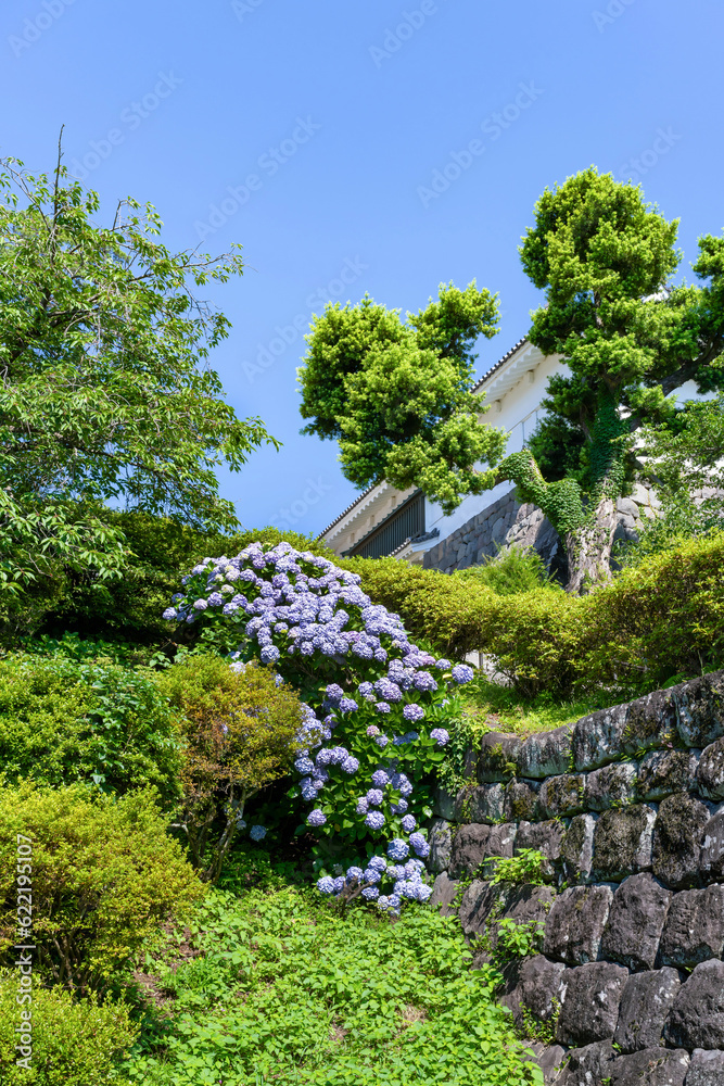 神奈川県小田原市　あじさいシーズンの小田原城