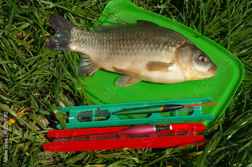 Crusian carp caught on a bait. Nearby lies a float tackle. photo