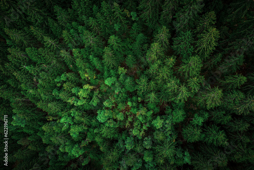 Wald Luftaufnahme mit der Drohne