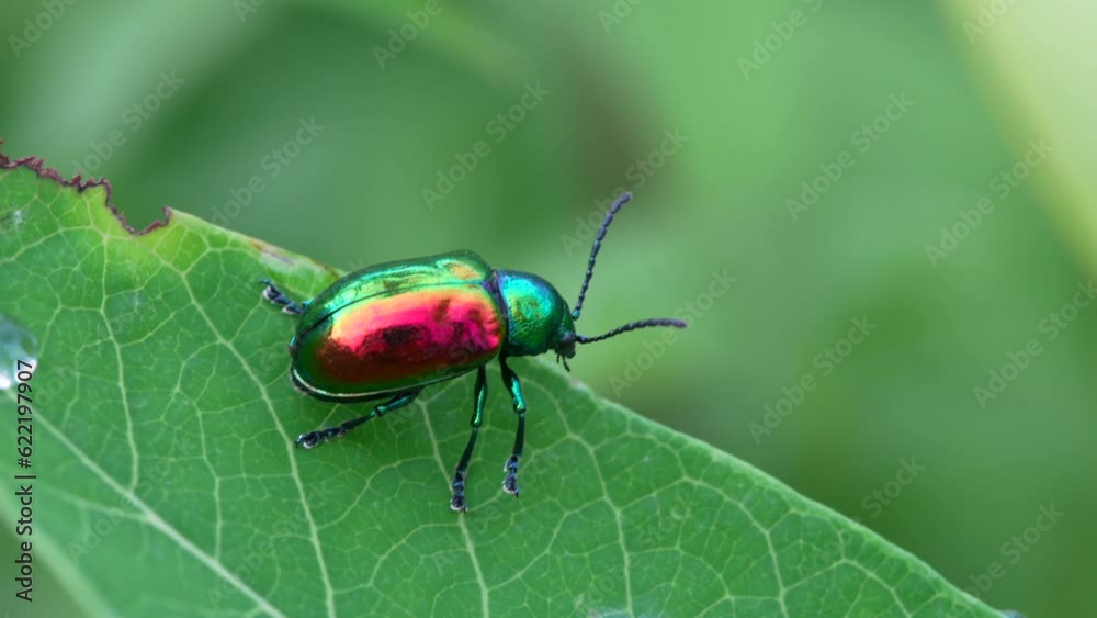 A macro video of a dogbane leaf beetle on a leaf. A macro video of a dogbane leaf beetle on a leaf.