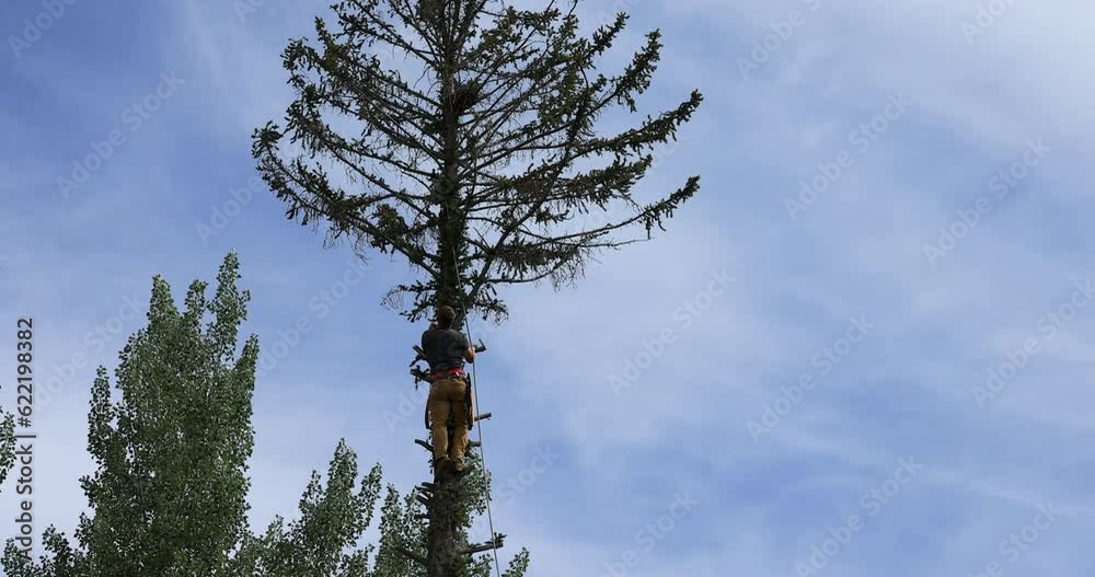 Old pine tree man climbing up in branches. Historic home and log building. Man climbs and cuts the dead wood from the top down. Dangerous and job requiring skill and strength. Chainsaw. Old pine tree man climbing up in branches. Historic home and log building. Man climbs and cuts the dead wood from the top down. Dangerous and job requiring skill and strength. Chainsaw.