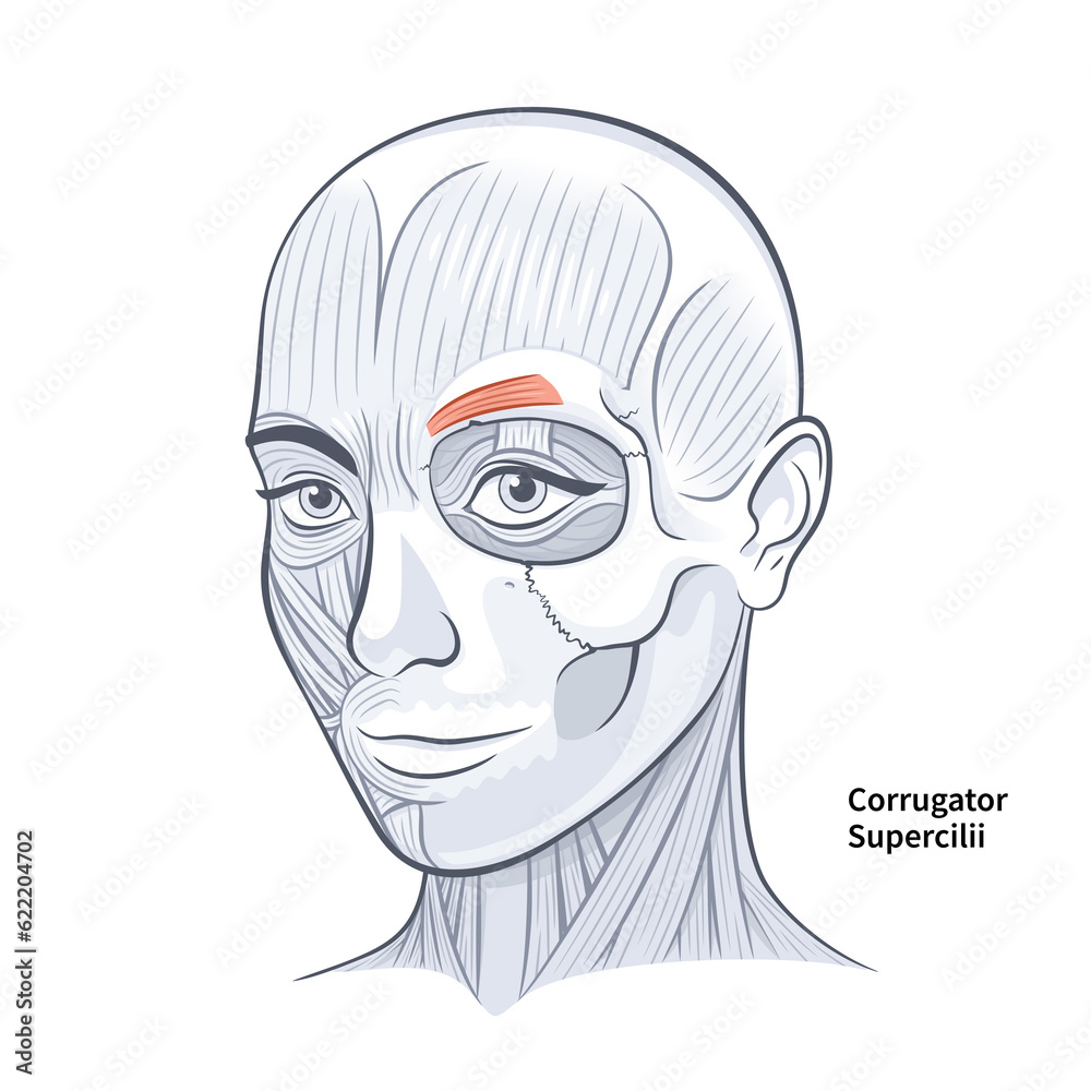 Woman Face Corrugator Supercilli Deep Muscle illustration Woman Face Corrugator Supercilli Deep Muscle illustration