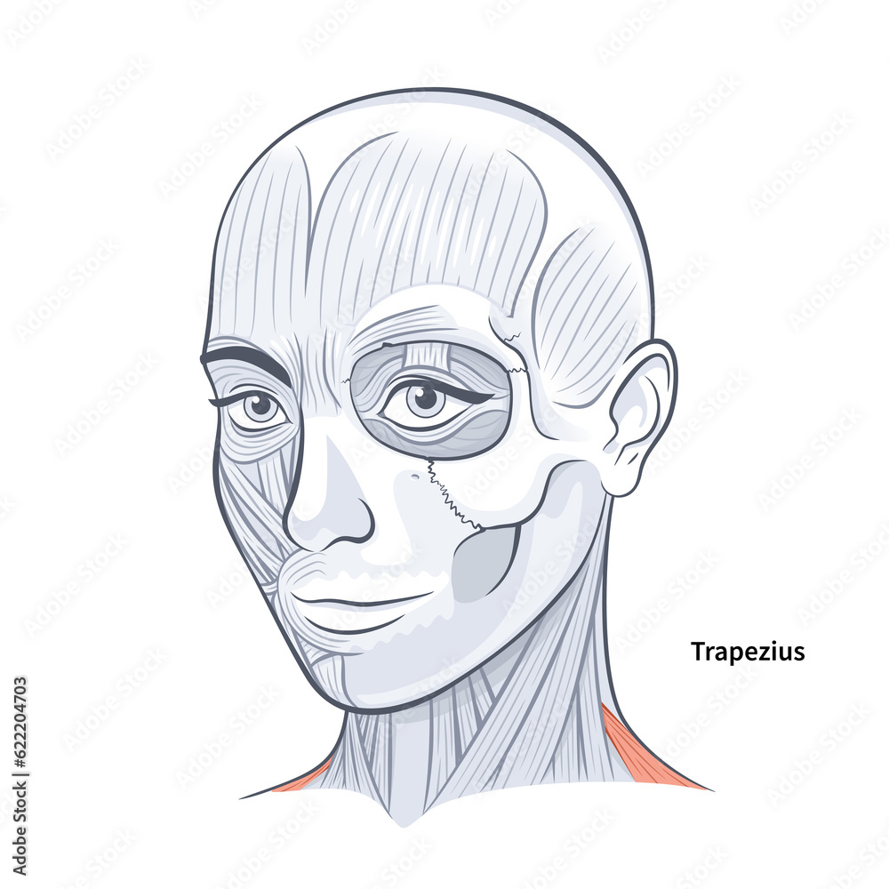 Woman facial anatomy trapezius neck muscle illustration