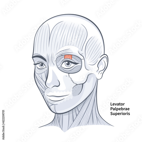 Woman Face Levator Palpebrae Superioris Muscle vector illustration