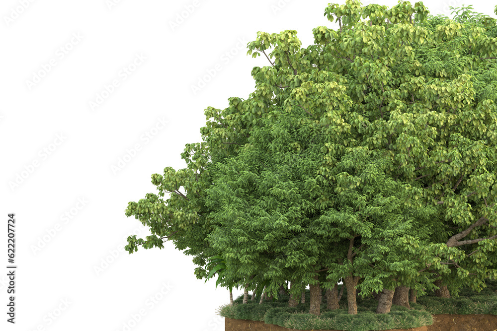 Fototapeta premium Tropical forest isolated on transparent background. 3d rendering - illustration