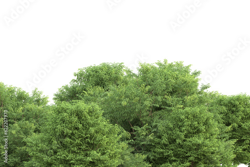 Tropical forest isolated on transparent background. 3d rendering - illustration © Elena
