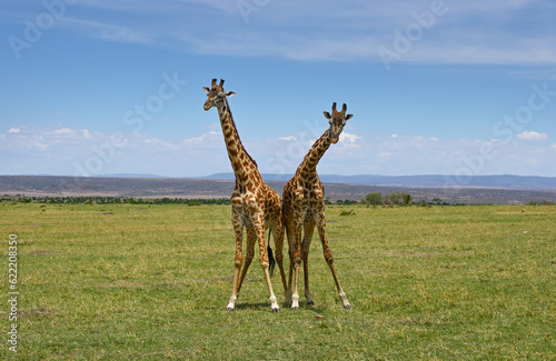 Two male giraffes fighting for dominance over a herd